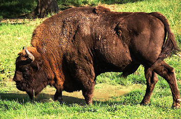 Wisent