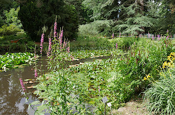 Teich im Arboretum der Universität Greifswald