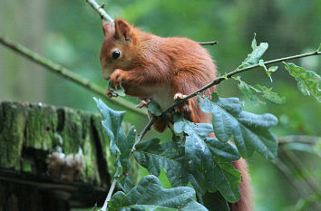 Eichhörnchen Wildpark Güstrow