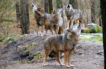 Wolfsrudel im Wildpark-MV