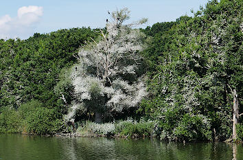 Baum mit Kormoranen Nationalpark Müritz