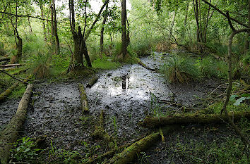 Sumpf im Nationalpark Müritz