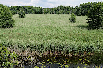 Blick vom Aussichtsturm Nationalpark Müritz