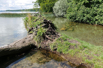 Naturparadies Tollensesee