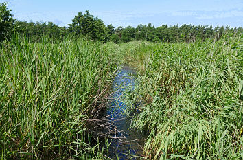 Schilf und Wasser am Darßer Ort