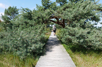 Bohlenweg Nationalpark Vorpommersche Boddenlandschaft