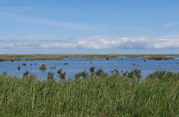 Sumpf und Moor am Darßer Ort