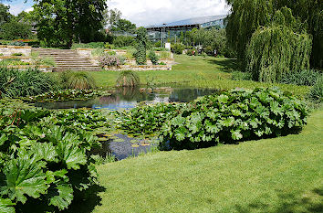 Teich im Botanischen Garten Rostock