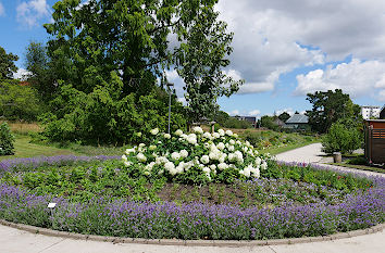 Blumenrabatte im Botanischen Garten Rostock