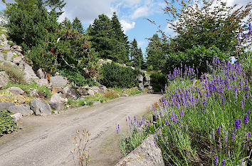 Hauptweg im Botanischen Garten Rostock