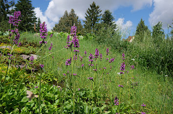 Berglandschaft im Botanischen Garten Rostock