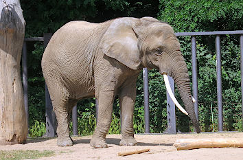 Elefant Zoo Rostock