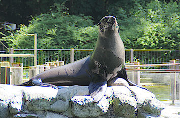 Robbe Zoo Rostock