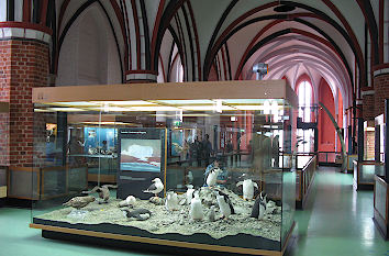 Meeresmuseum Stralsund in der Katharinenkirche