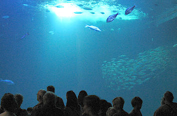 Großaquarium Ozeaneum Stralsund