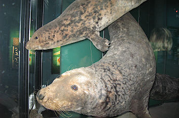 Seelöwenpräparate Ozeaneum Stralsund