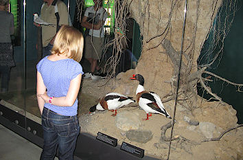 Diorama im Ozeaneum Stralsund