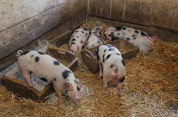 Ferkel im Freilichtmuseum am Kiekeberg