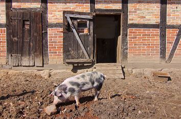 Schwein vor Schweinestall Museumsdorf Hösseringen