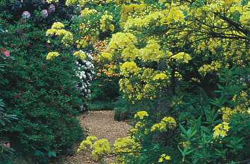 Rhododendronpark bei Westerstede