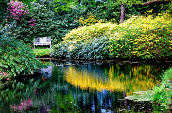 Rhododendren im Schlosspark Lütetsburg