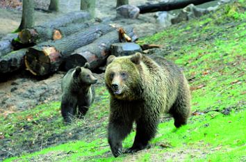 Braunbären im Wildpark Schwarze Berge