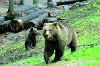 Wildpark Schwarze Berge