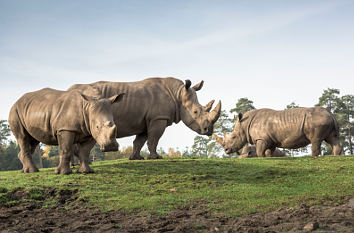 Nashörner im Serengeti-Park