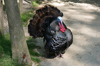 Truthahn im Tierpark Osterholz-Scharmbeck