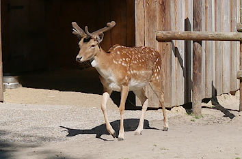 Damwild im Tiergarten Ludwigslust