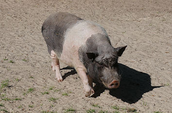 Ferkel im Tiergarten Ludwigslust