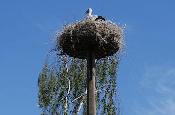 Storchenhorst im Tiergarten Ludwigslust