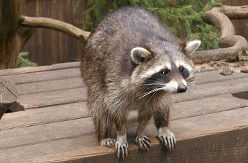 Waschbär im Wildpark Lüneburger Heide