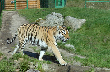 Tiger im Wildpark Lüneburger Heide