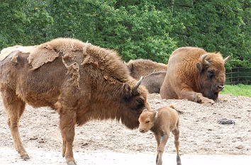 Bisons im Wildpark Lüneburger Heide