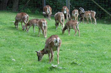 Wildgehege im Wildpark Lüneburger Heide