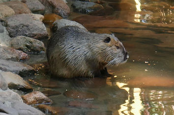 Wildpark Schwarze Berge