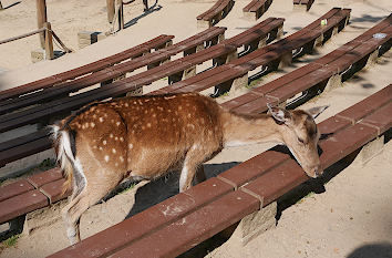 Damwild im begehbaren Gehege Wildpark Schwarze Berge