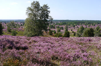 Blick vom Wilseder Berg