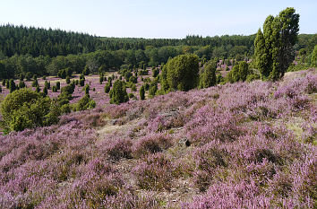 Steingrund bei Wilsede