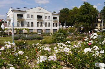 Rosen am Port-Louis-Platz Bad Harzburg