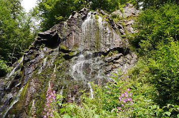 Blühende Weidenröschen am Radauwasserfall