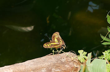 Tropischer Schmetterling botanika Bremen
