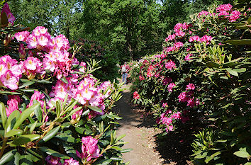 Rhododendronpark in Bremen