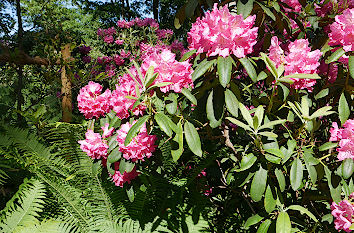 Rhododendronpark in Bremen