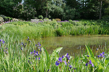 Lilien am Teich Rhododendronpark in Bremen