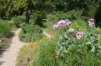 Mohnblumen Staudengarten Botanischer Garten Bremen