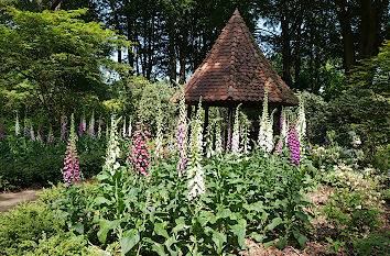 Glockenblumen im Rhododendronpark in Bremen