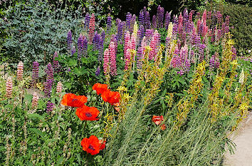 Mohn und Lupinen Staudengarten Botanischer Garten Bremen