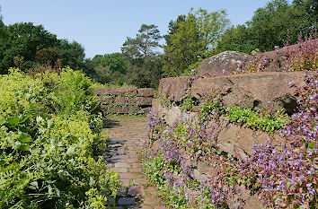 Glockenblumen Steingarten Botanischer Garten Bremen